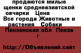 продаются милые щенки среднеазиатской овчарки › Цена ­ 30 000 - Все города Животные и растения » Собаки   . Пензенская обл.,Пенза г.